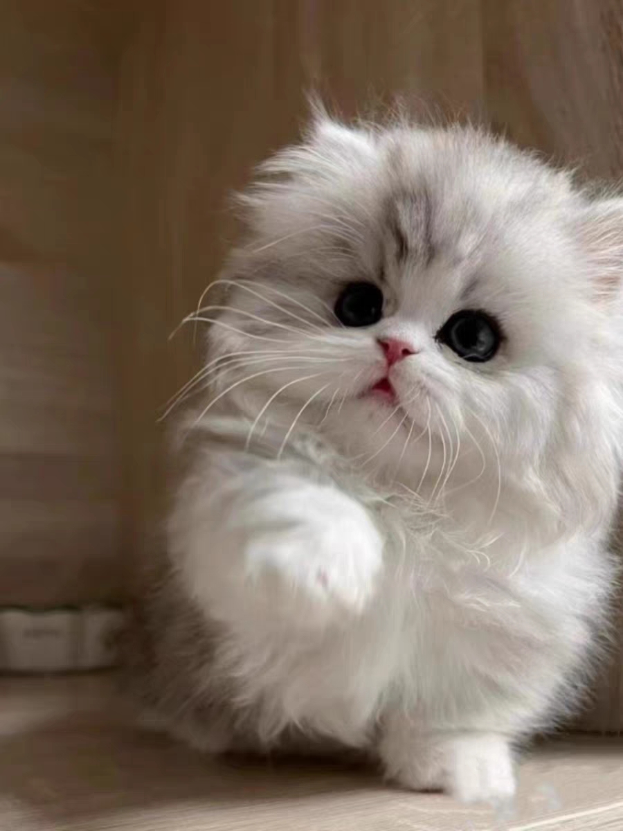 猫舍直销,批发价出售,长毛英短